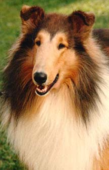 adult collies for sale