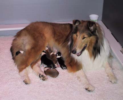 newborn puppy feeding