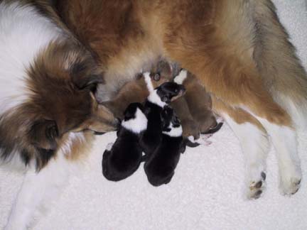 5 day old puppies