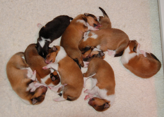 newborn puppy pen