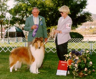 collie dog size